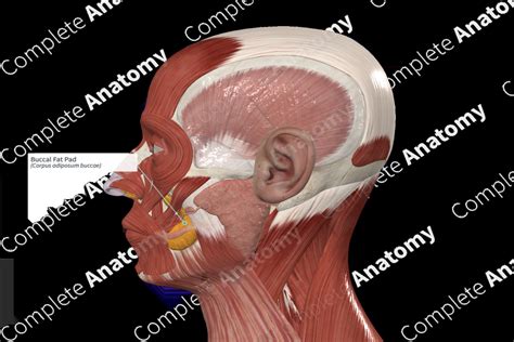 CT ANATOMY OF BUCCAL FAT PAD AND ITS ROLE IN .